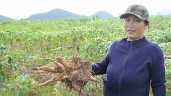 Giá củ mì rớt thảm, nông dân lo mất Tết
