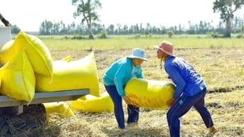Giá lúa gạo hôm nay 24/8/2024: Giá gạo giảm từ 100