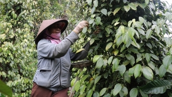 “Vàng đen” lo thất thế vì lợi nhuận thấp hơn 20 lần so với sầu riêng