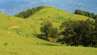 Ngắm thảo nguyên xanh mướt, điểm trekking lý tưởng ở Thanh Hóa