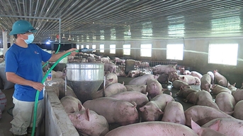 Kiểm kê khí nhà kính tốn tới trăm triệu, 4.000 trang trại chăn nuôi 'sốt ruột'