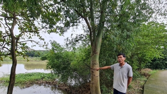 Quảng Ngãi: 35 tỷ đồng xây kè chống sạt lở bờ sông Cây Bứa