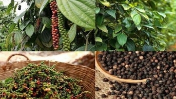 Dấu hiệu lạc quan cho ngành hồ tiêu Việt Nam