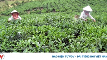 Đa dạng mô hình sinh kế, tạo điều kiện cho hộ dân thoát nghèo bền vững