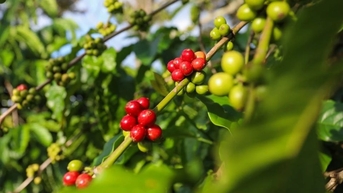 Giá nông sản ngày 19/9/2024: Hồ tiêu lao dốc, cà phê tăng nhẹ