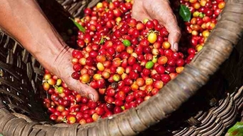 Giá cà phê quay đầu giảm mạnh?