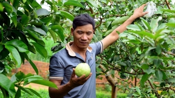 Kiểu trồng ổi kì lạ của lão nông Lâm Đồng, kệ cho sâu bọ đục khoét, mỗi tháng vẫn hái bán 20 tấn