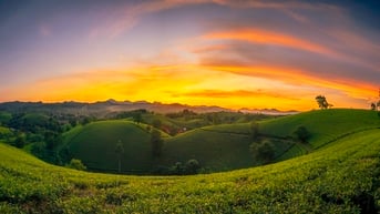 Vẻ đẹp vùng chè Long Cốc