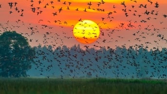 Về Đồng Tháp ngắm hoa, hòa mình vào thiên nhiên hữu tình
