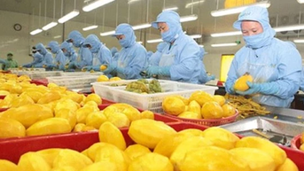 Xuất khẩu rau quả lập kỳ tích mới