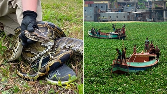 Hiểm họa từ các loài ngoại lai xâm lấn trên thế giới