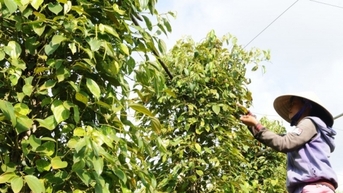 Tăng vùn vụt chạm mốc 145.000 đồng/kg?