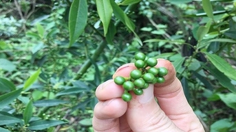 Quay đầu tăng mạnh trở lại sau chuỗi ngày lao dốc