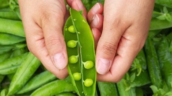 Công dụng ít người biết của đậu xanh với bệnh tiểu đường