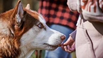 Chó đánh hơi được mùi ung thư, giúp chủ thoát chết