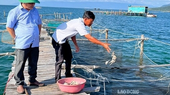 Phát triển biển bền vững, hướng đi nào đẩy mạnh nuôi biển tại Việt Nam