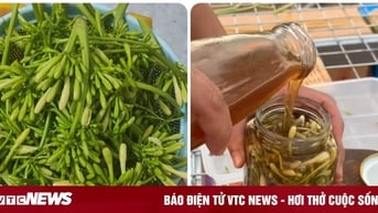 Hoa đu đủ đực ngâm mật ong trị bệnh gì?
