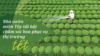 Nhà vườn miền Tây tất bật chăm sóc hoa phục vụ thị trường tết