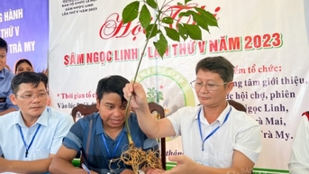 Bài 2: Ngăn chặn sâm Ngọc Linh giả bằng cách nào?