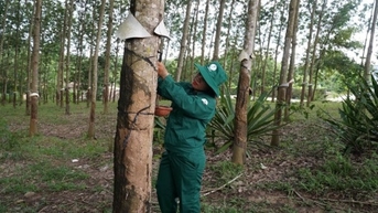 Kon Tum đề ra nhiều giải pháp hỗ trợ doanh nghiệp tháo gỡ khó khăn