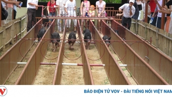 Nông nghiệp kết hợp du lịch, gia tăng giá trị cho người dân miền núi Khánh Hòa