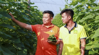 Trồng giống dưa leo “siêu” năng suất, một nông dân ở Hòa Bình lãi gần 400 triệu đồng/năm