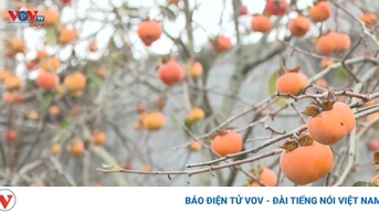 Rực rỡ mùa hồng chín trên cao nguyên Mộc Châu