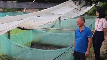 Ếch đồng, con động vật đặc sản này nuôi lồng ở ao với cá trê, dân Bắc Giang bán 55.000 đồng/kg