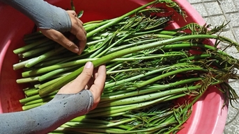 Rau móp, rau dại mọc hoang bờ sông ở Bình Dương nay hóa rau đặc sản, nhà giàu còn ham ăn