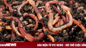 Giun đất di chuyển thế nào trong lòng đất?