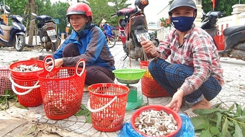 멜라루카 버섯은 어떤 버섯인가요? 통통하고 쓴맛이 강할수록 맛있어서 광빈 사람들이 숲으로 모여들어 따는 버섯입니다.
