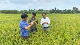 ពូជស្រូវដែលអាចដាំដុះនៅលើដីស្ងួត ត្រូវការការថែទាំតិចតួច ប៉ុន្តែបានទិន្នផលខ្ពស់ កសិករ Ha Tinh ចូលចិត្តវា។