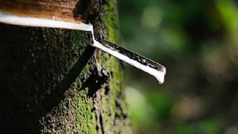 Một quốc gia bất ngờ tăng nhập khẩu cao su từ thị trường Việt Nam