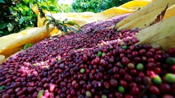 Giá cà phê trong nước tăng nhẹ 100 đồng/kg