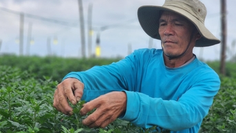 Tết đến gần nhưng vắng người mua, thủ phủ hoa cúc miền Trung lo lắng