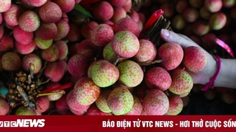 Vải đặc biệt đắt đỏ nhất Việt Nam, luôn 'cháy' hàng mỗi khi vào mùa