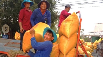 Triển khai đề án một triệu ha lúa chất lượng cao, phát thải thấp