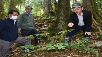 Kon Tum: Đồng bào Xơ Đăng kỳ vọng từ Hội thảo sâm Ngọc Linh