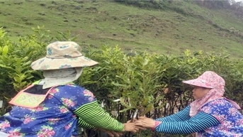 Đưa mắc ca thành cây chủ lực trong xóa đói giảm nghèo