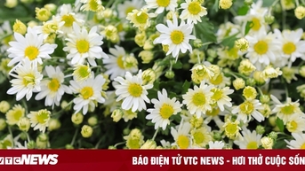 'Đặc sản' Hà Nội tăng giá gấp đôi, khách vẫn chịu chơi lùng mua