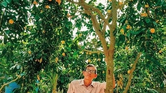 Trồng thanh trà bán trái đặc sản, một nông dân Vĩnh Long giàu lên, cho ra trái nghịch vụ càng giàu