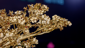 ដើម​ផ្កា​ប៉េង​បោះ​ស្រោប​ដោយ​មាស ១២ តម្លឹង​តម្លៃ ១,៣ ពាន់​លាន​ដុង