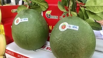 Xuất khẩu rau, quả đạt mức cao nhất từ trước đến nay