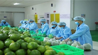 Xuất khẩu rau quả nông sản năm 2024 cán mốc kỷ lục 7,2 tỷ USD