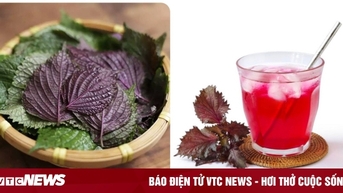 Những bệnh nào không nên uống nước lá tía tô?