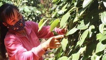 Thị trường tiếp tục đà giảm mạnh kéo dài