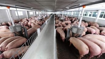 Giá heo hơi hôm nay 24/9/2024:Tiếp đà tăng cao, miền Bắc chạm ngưỡng 71.000 đồng/kg