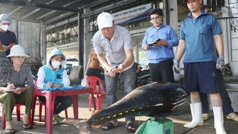 Ngư dân Khánh Hoà, Quảng Ngãi đón “lộc biển” đầu năm Giáp Thìn 2024