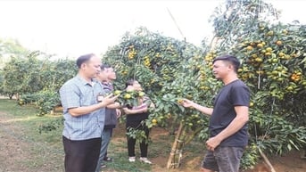 Cây “triệu phú” trên đất Chi Lăng