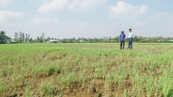 Hàng nghìn ha lúa ở Sóc Trăng có nguy cơ thiệt hại do thiếu nước ngọt